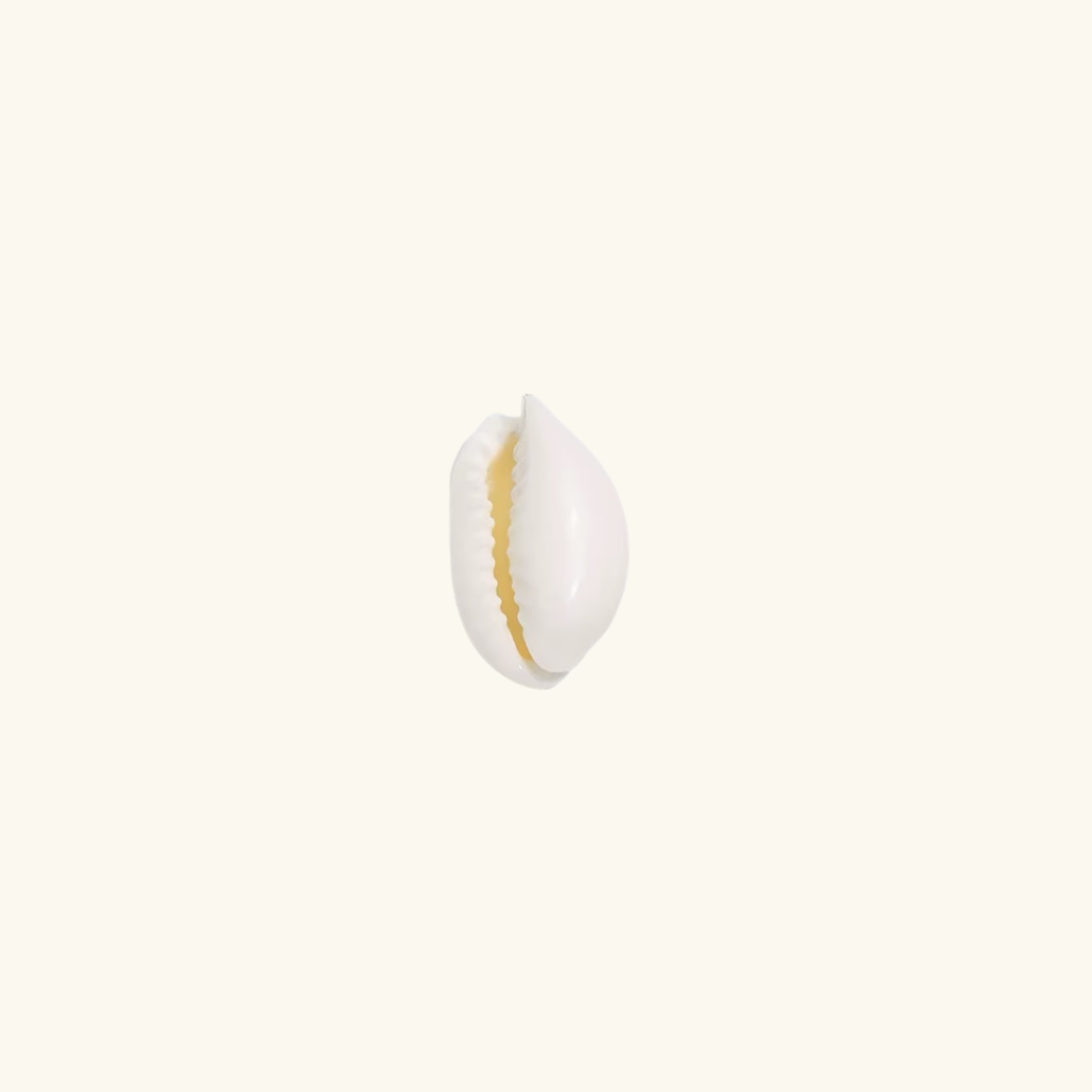Charms -Cowrie
